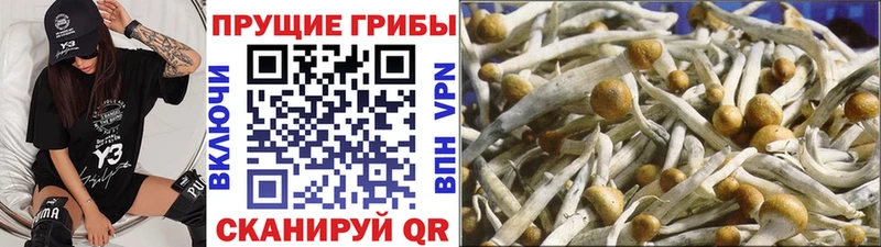 Галлюциногенные грибы Psilocybine cubensis  Купить закладки  Салаир 